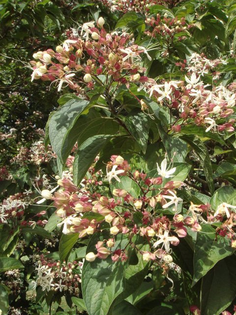 Clerodendron trichotomum fleur P13 P17 P27